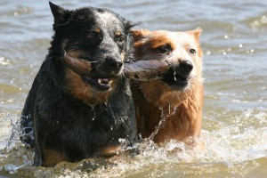 cattle_dogs_swimming.jpg